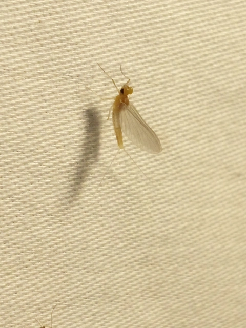 Ephemeroptera - Kérészek