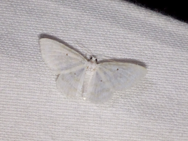 Asthena albulata - gyertyán-fehéraraszoló