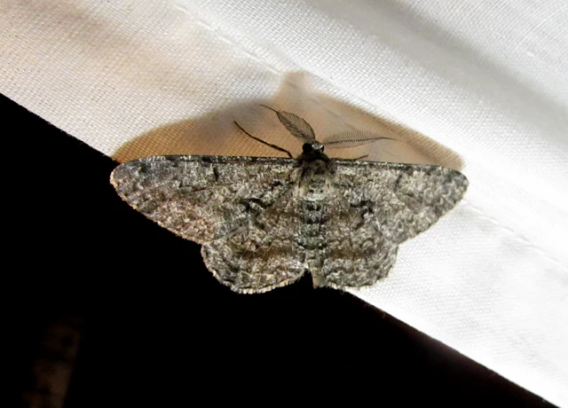Hypomecis roboraria - nagy tölgyfaaraszoló