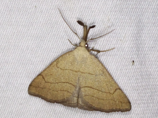 Polypogon tentacularia - sötétaljú karcsúbagoly