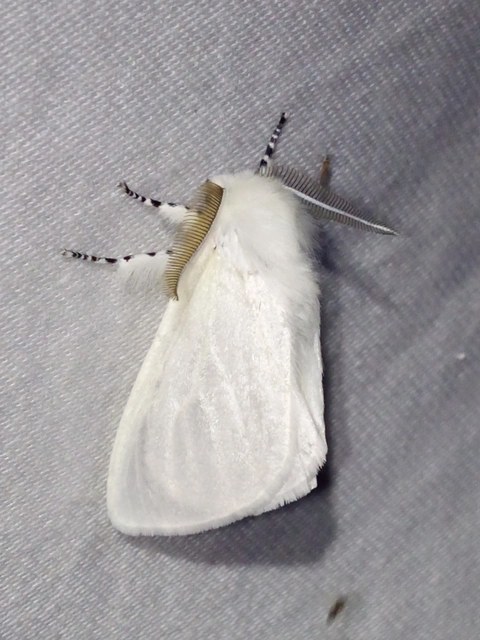 Leucoma salicis - fűzfaszövő