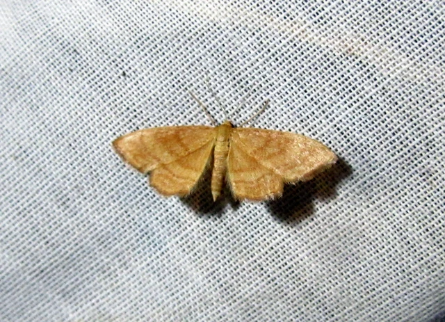 Idaea ochrata - okkerszínű sávosaraszoló