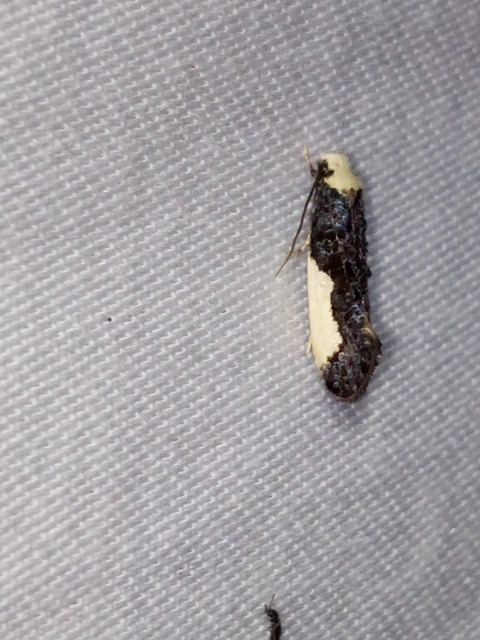 Monopis monachella - apácamoly