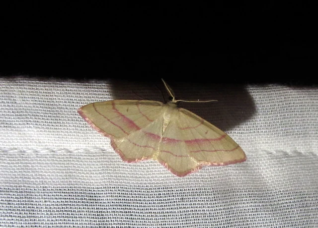Rhodostrophia vibicaria - pirosszélű araszoló