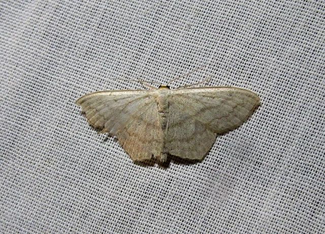 Scopula nigropunctata - feketepettyes araszoló