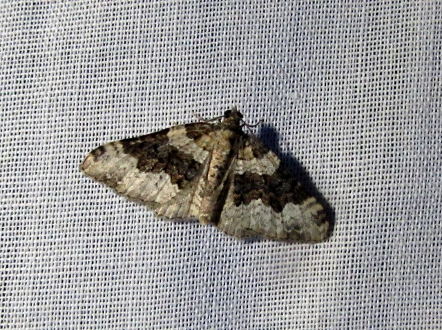 Epirrhoe galiata - sávos galajaraszoló