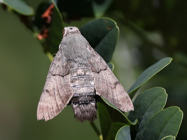 Macroglossum stellatarum - kacsafarkú szender
