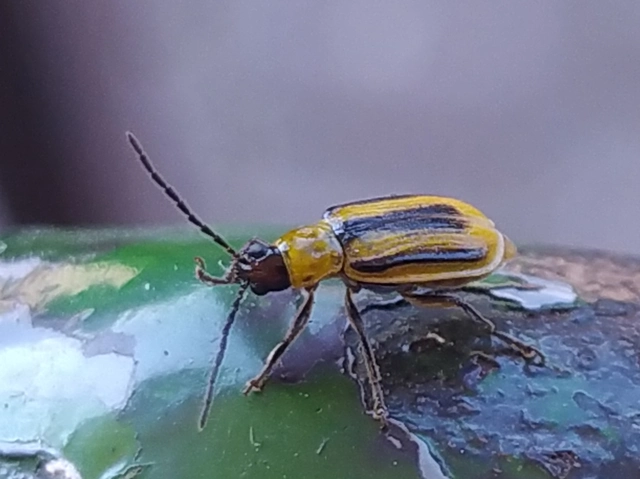 Diabrotica virgifera - amerikai kukoricabogár