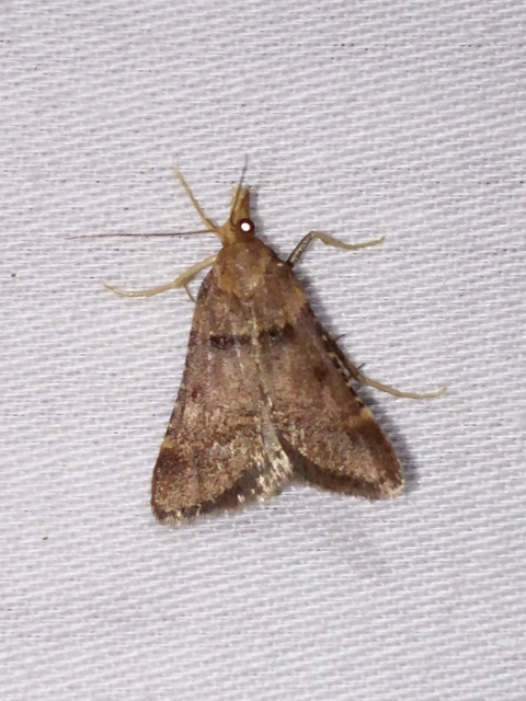 Stemmatophora brunnealis - barna fényilonca