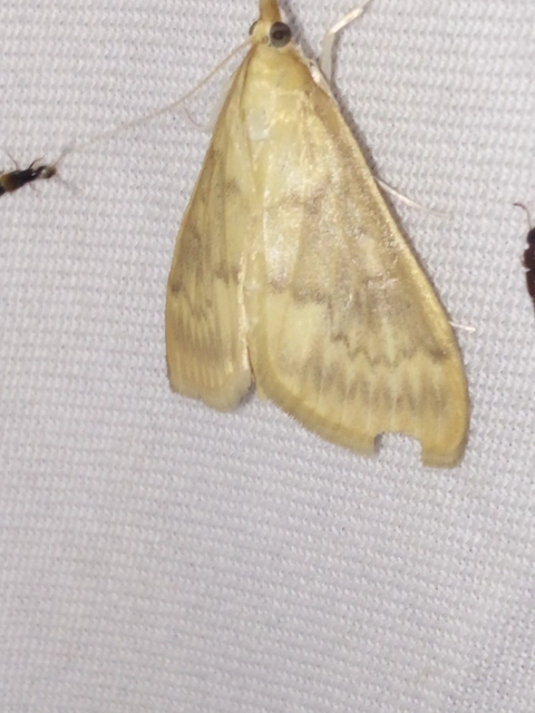 Ostrinia nubilalis - kukoricamoly
