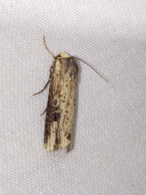 Axylia putris - vonalkás földibagoly
