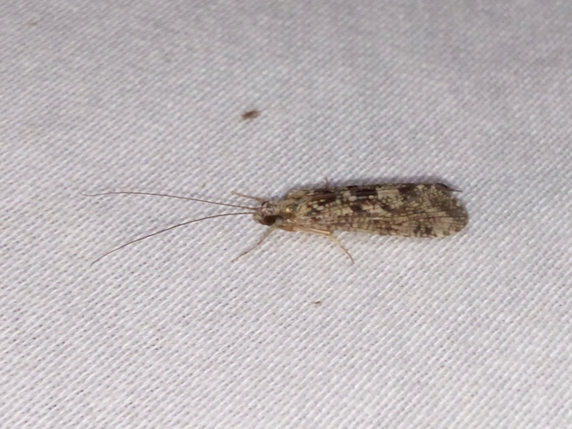 Trichoptera - Tegzesek