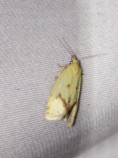 Agapeta hamana - közönséges sárgamoly