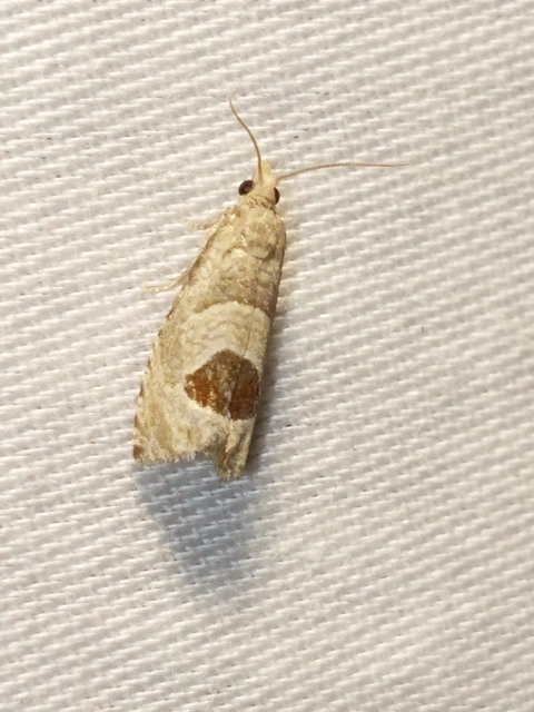 Notocelia uddmanniana - málnasodró tükrösmoly