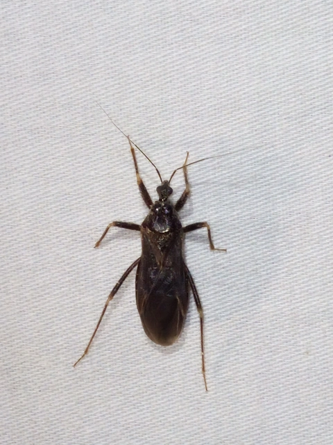 Reduvius personatus - szemetes zugpoloska