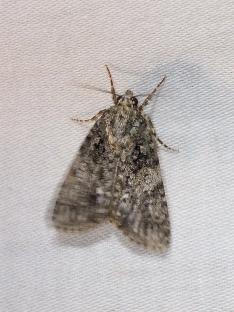 Acronicta rumicis - sóska-szigonyosbagoly