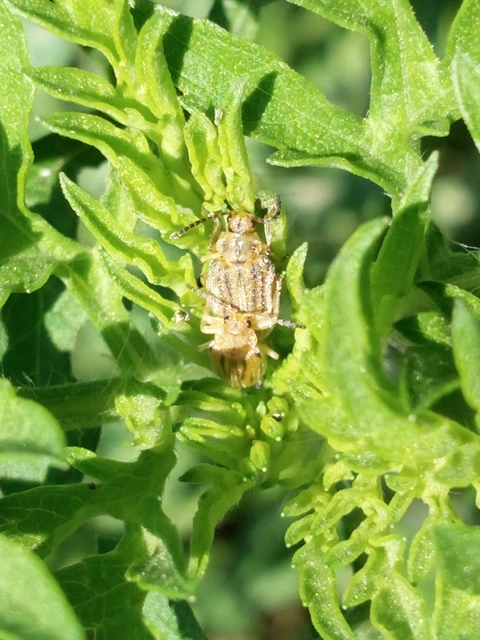 Ophraella communa - parlagfű-olajosbogár