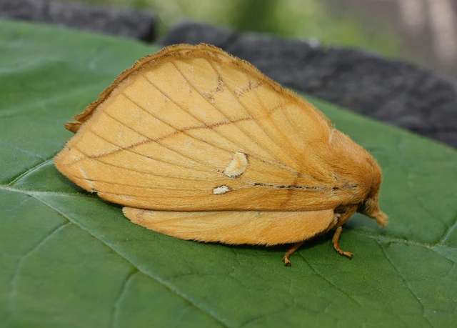 Euthrix potatoria - szomjas pohók