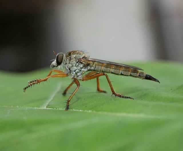 Aneomochtherus