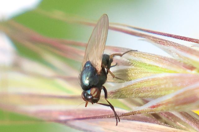 Lauxaniidae - pudvalegyek