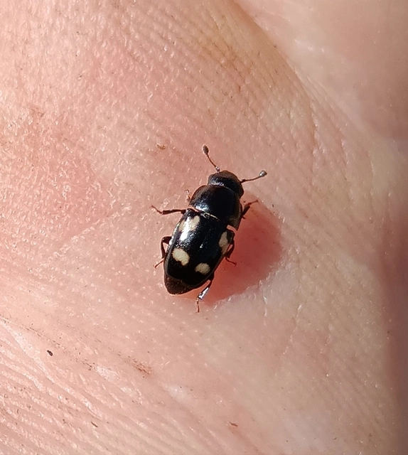 Glischrochilus quadrisignatus - amerikai fénybogár Glischrochilus quadrisignatus - amerikai fénybogár