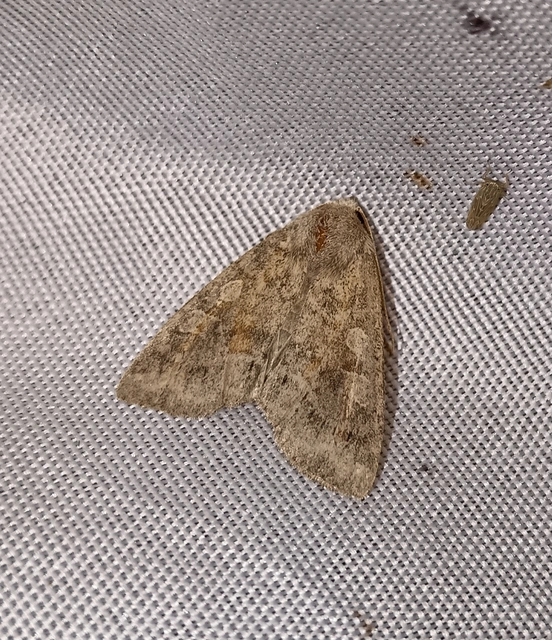 Parastichtis suspecta - sötét erdeibagoly