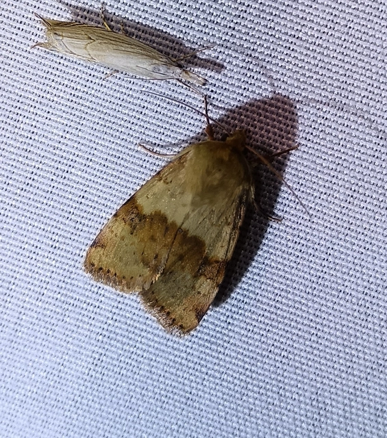 Heliothis viriplaca - mácsonyabagoly