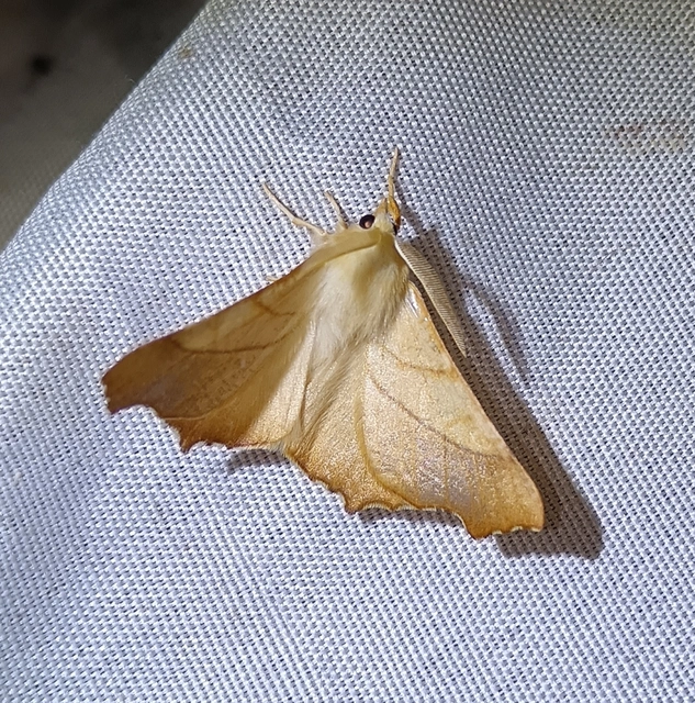 Ennomos fuscantaria - kőris-levélaraszoló