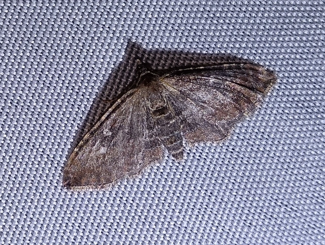 Orthonama obstipata - vándoraraszoló