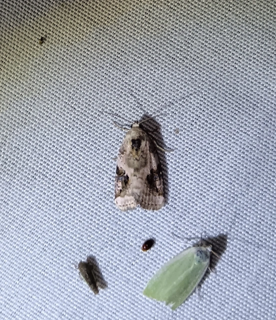 Pseudeustrotia candidula - fehéres apróbagoly