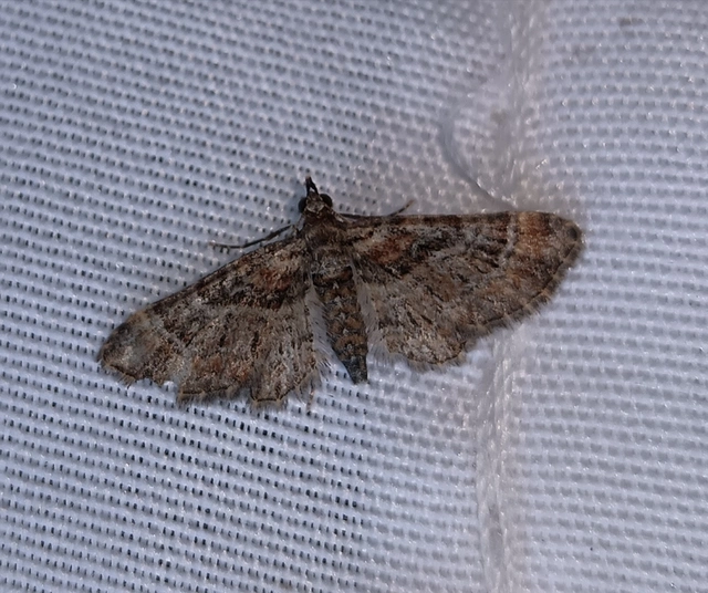 Gymnoscelis rufifasciata - vöröscsíkos törpearaszoló