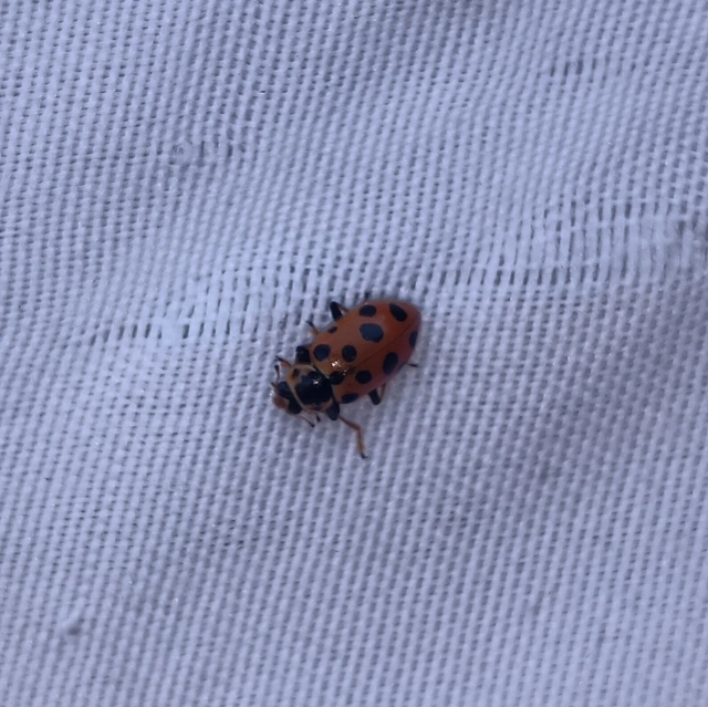 Hippodamia tredecimpunctata - mocsári katica