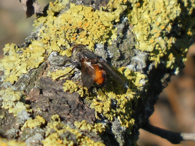 Tachininae