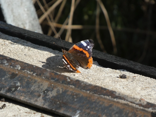 Vanessa atalanta - atalantalepke