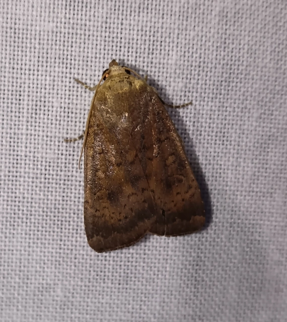 Noctua interjecta - zömök sárgafűbagoly