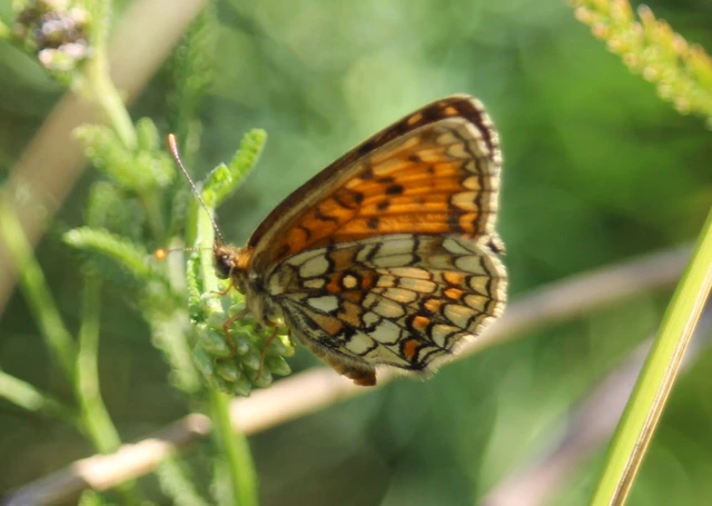 Melitaea phoebe - nagy tarkalepke