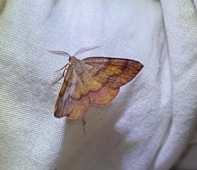 Plagodis pulveraria - szemcsés araszoló