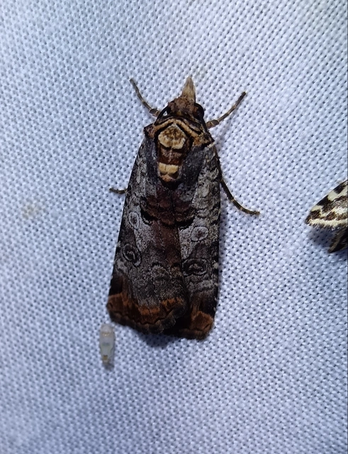 Epilecta linogrisea - karcsú sárgafűbagoly