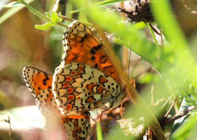 Melitaea phoebe - nagy tarkalepke