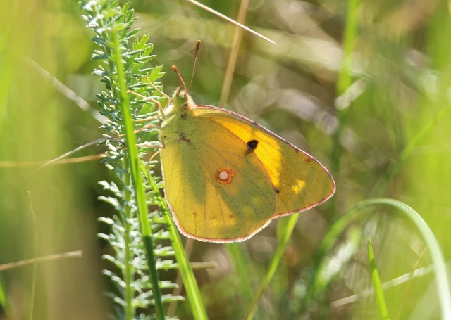 Colias croceus - sáfránylepke