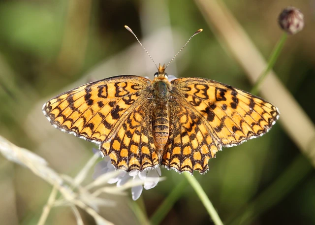 Melitaea phoebe - nagy tarkalepke