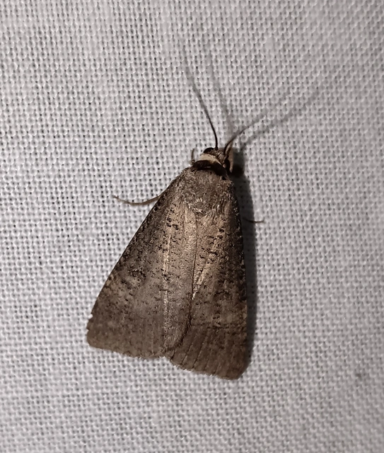 Lygephila procax - fekete csüdfűbagoly