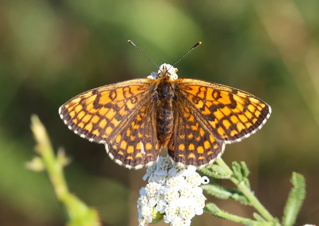 Melitaea athalia - közönséges tarkalepke