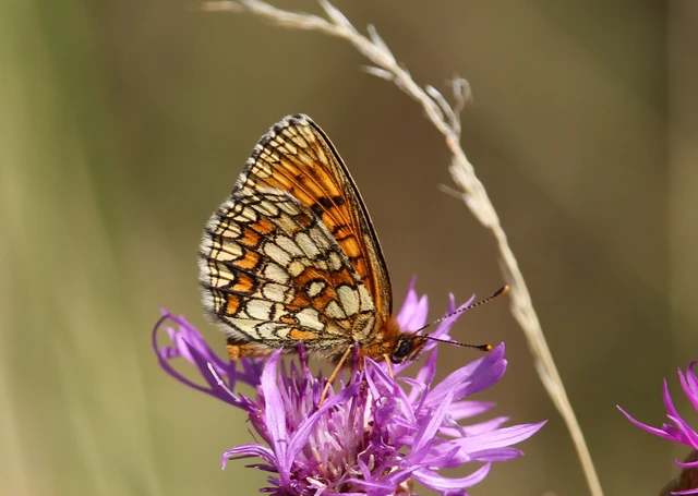 Melitaea athalia - közönséges tarkalepke