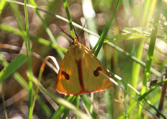 Diacrisia sannio - vörösszélű medvelepke