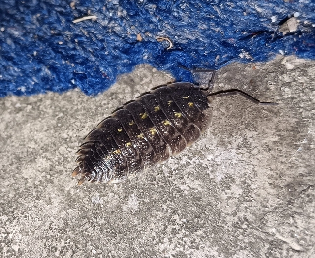 Isopoda - Ászkarákok