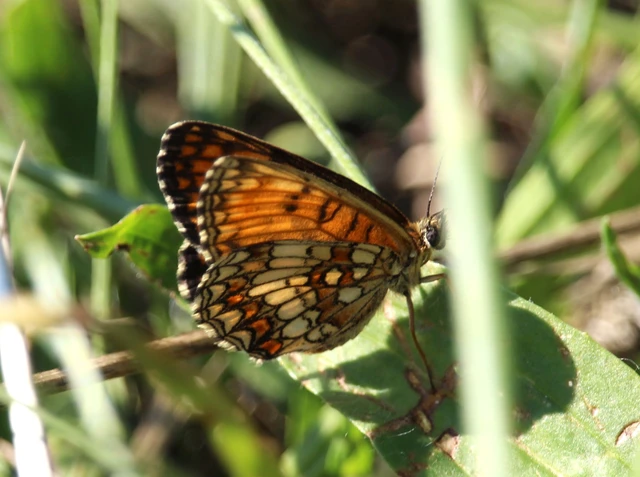 Melitaea athalia - közönséges tarkalepke