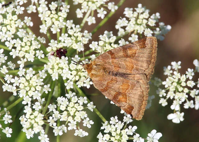 Euclidia glyphica - közönséges nappalibagoly