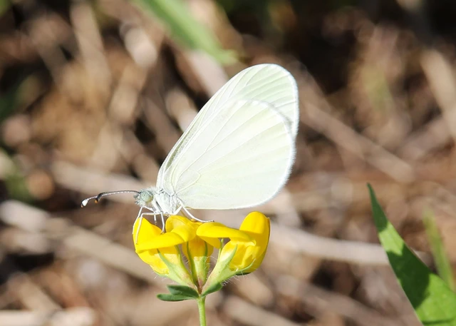 Leptidea sinapis - mustárlepke
