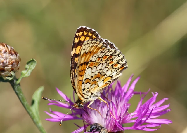 Melitaea phoebe - nagy tarkalepke